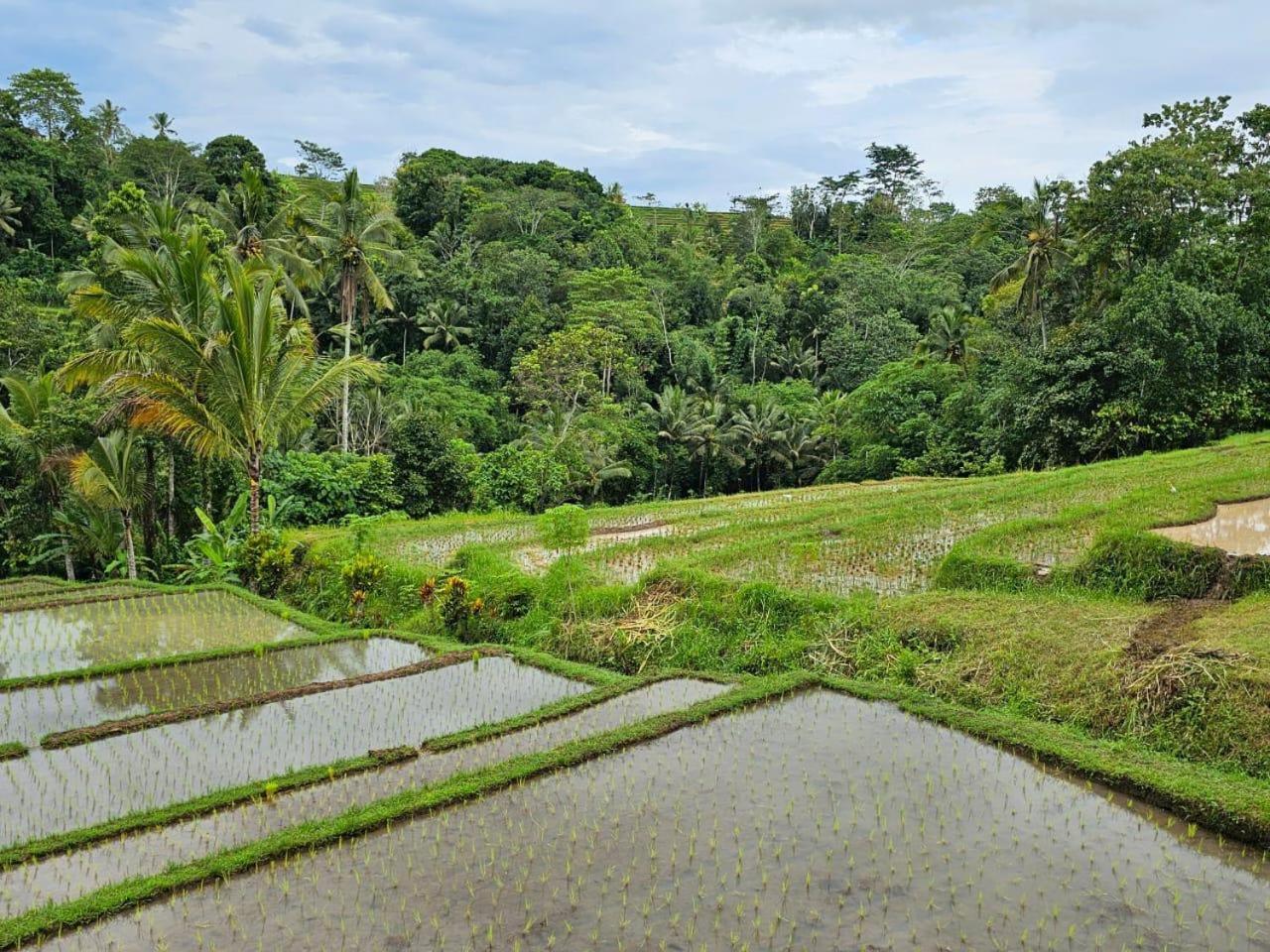 Villa Umauthu Bali Selemadeg Exterior foto